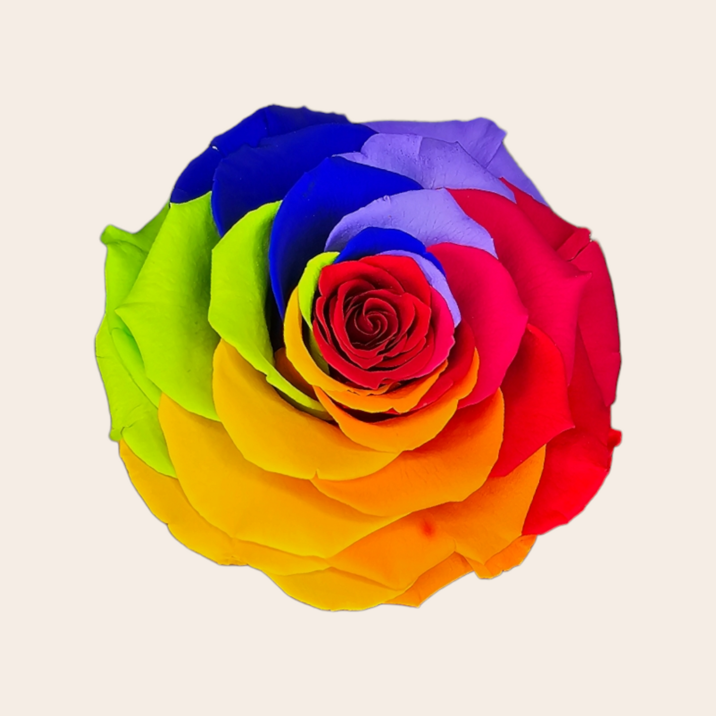 Longlife Regenboogroos van 9,5 cm: Een Kleurrijk en Duurzaam Geschenk