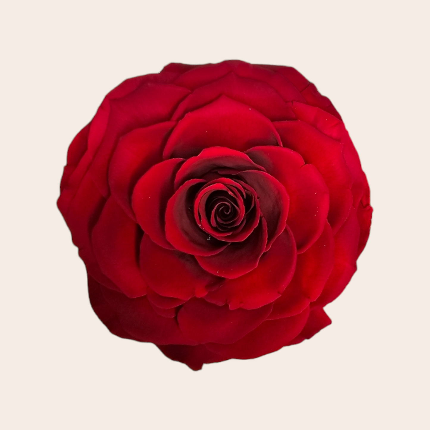 Red Longlife Rose 9.5 cm: Timeless Elegance and Sustainability