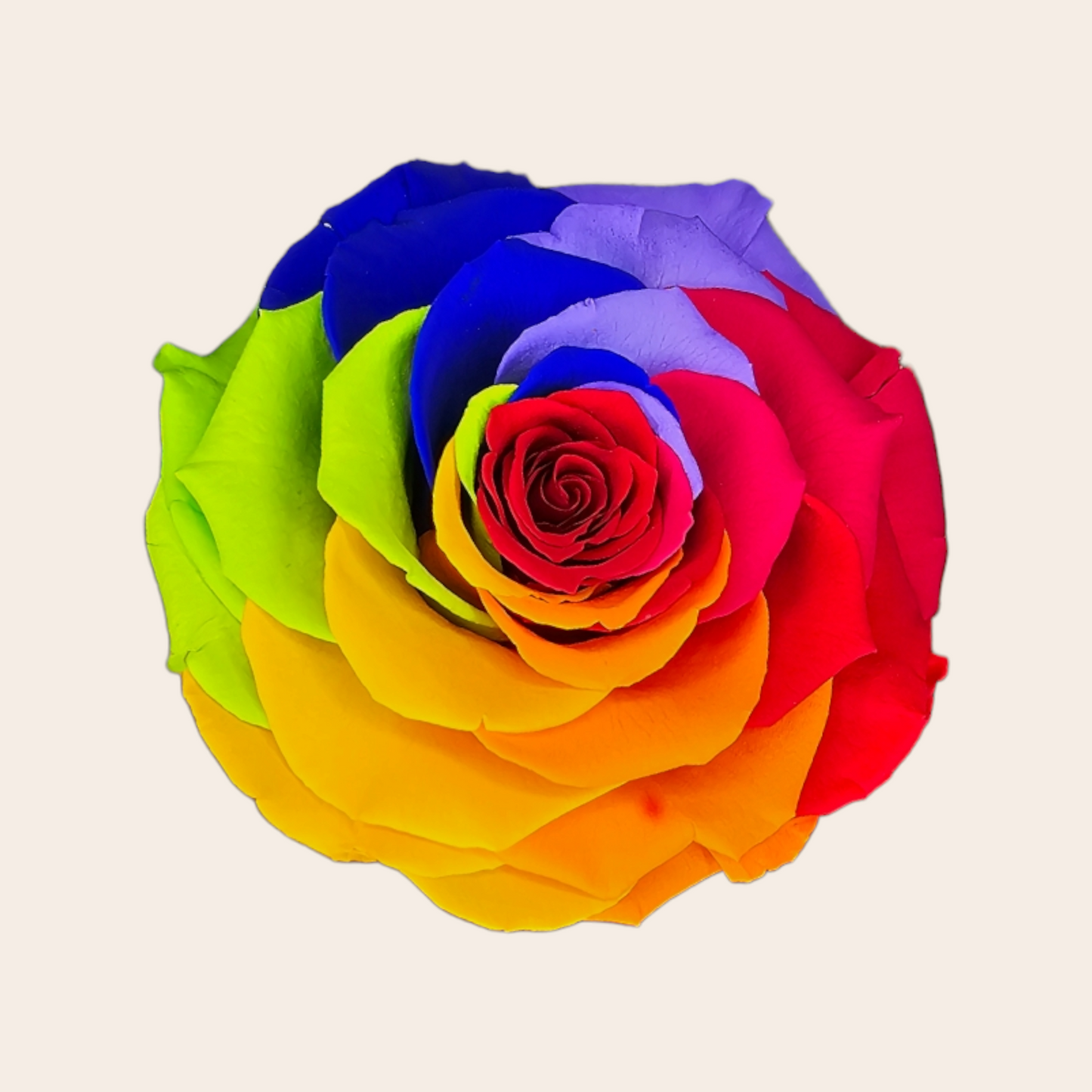 Longlife Rainbow Rose von 9,5 cm: Ein farbenfrohes und langlebiges Geschenk