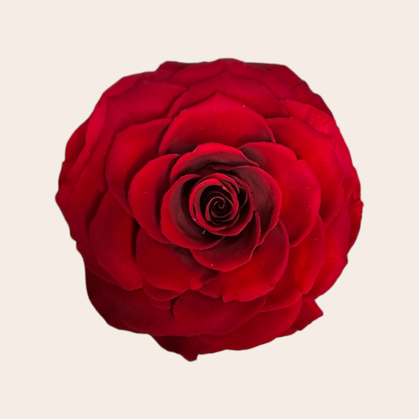 Rote Longlife-Rose von 9,5 cm: Zeitlose Eleganz und Haltbarkeit